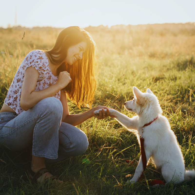 Natural Dog Treats