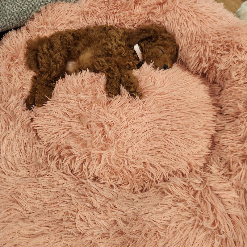 Stella
