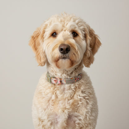 Jarden De Rose  Dog Collar