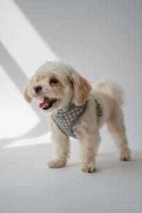 Picnic Gingham Harness