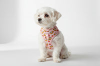 Berry Breakfast Harness