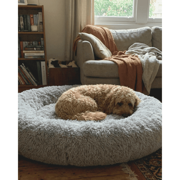 cavoodle in in Snuggle Puff donut dog bed mochiipet melbourne