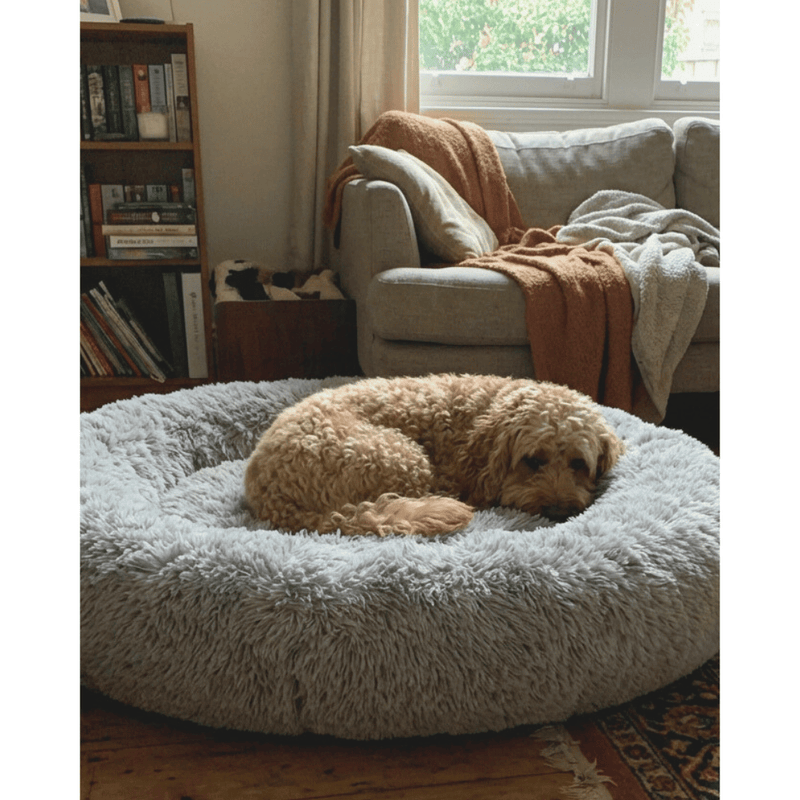 cavoodle in in Snuggle Puff donut dog bed mochiipet melbourne