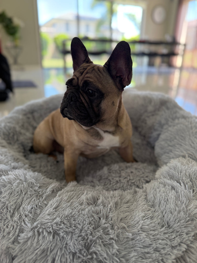 Buddy