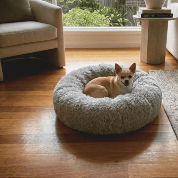 chihuahua dog sitting in grey Snuggle Puff mochiipet brand Donut Bed in Brisbane.