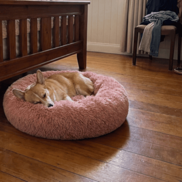corgi dog laying in pink snugglepuff mochiipet brand donut bed in Mooloolaba house