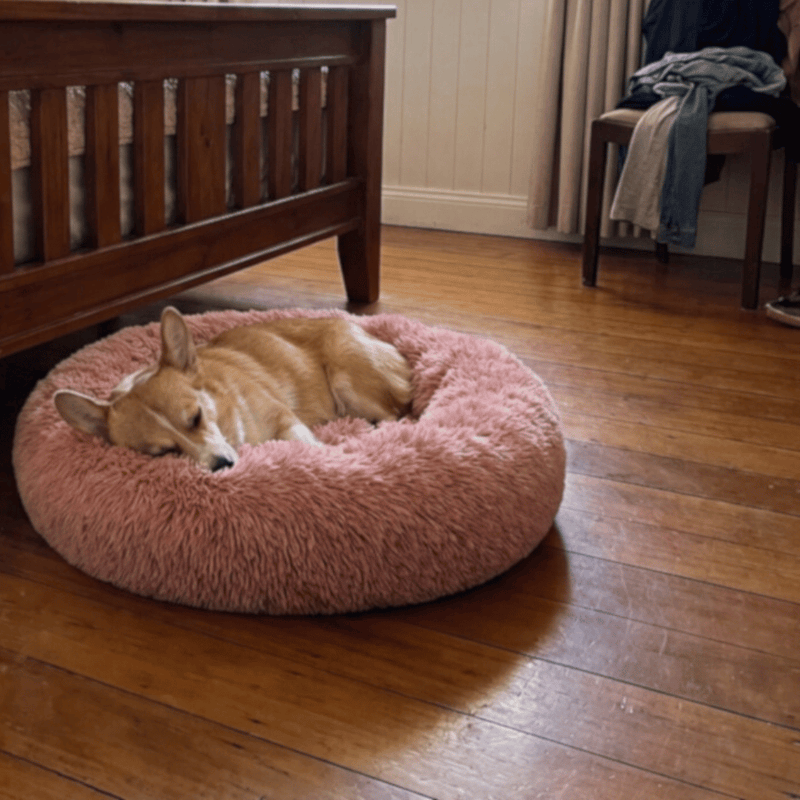 corgi dog laying in pink snugglepuff mochiipet brand donut bed in Mooloolaba house