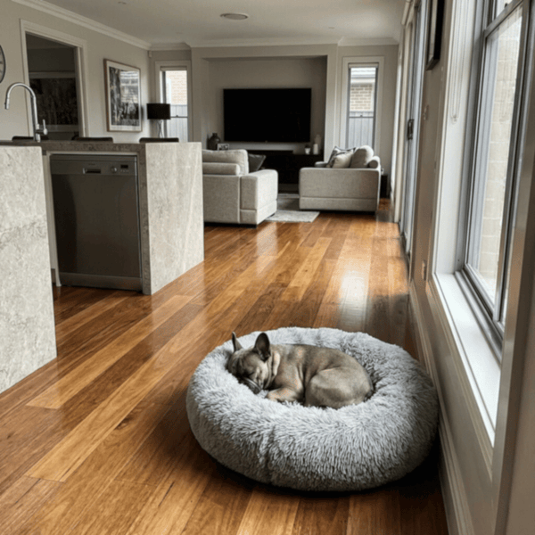 french bull dog laying on grey snugglepuff mochiipet brand donut bed in Richmond house