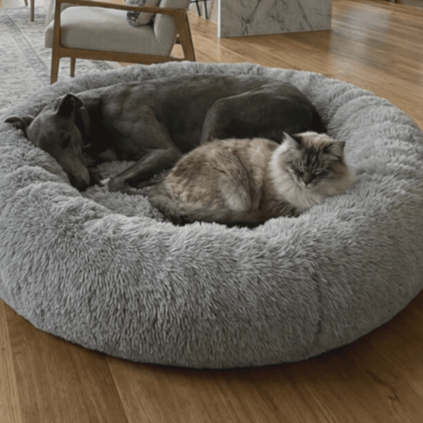 Greyhound and cat laying in grey snugglepuff mochiipet brand donut bed in Sydney