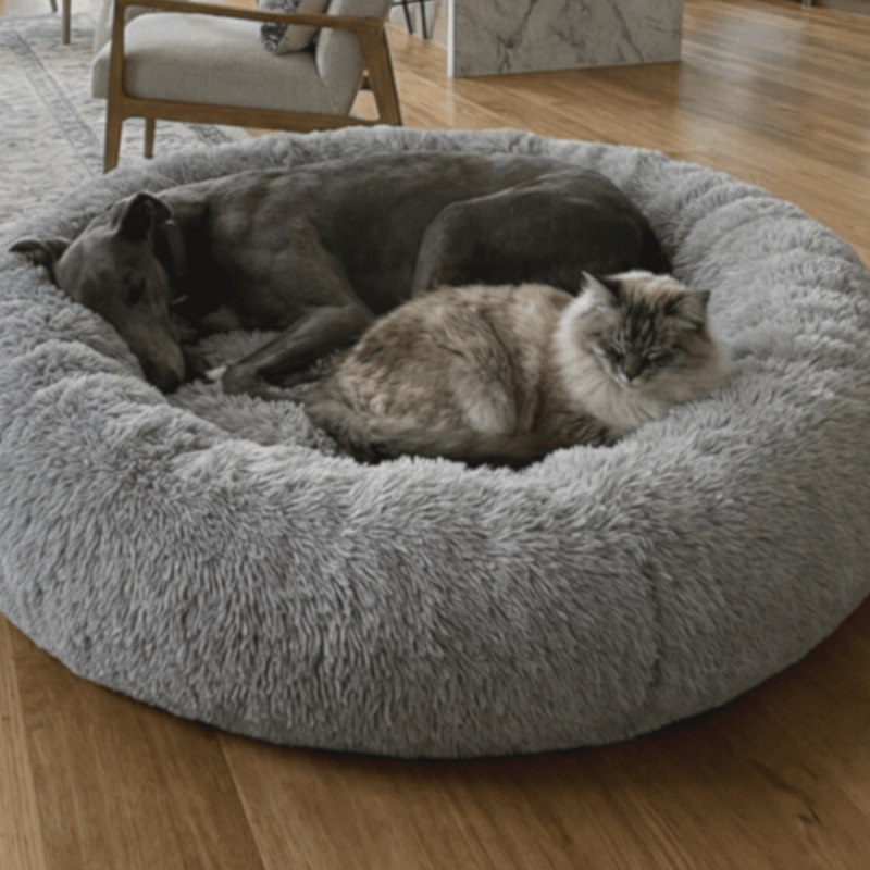 Greyhound and cat laying in grey snugglepuff mochiipet brand donut bed in Sydney