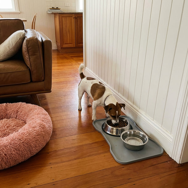 Jack Russel eating dry dog food, mochiipet brand donut bed is on the left, house is in Brisbane