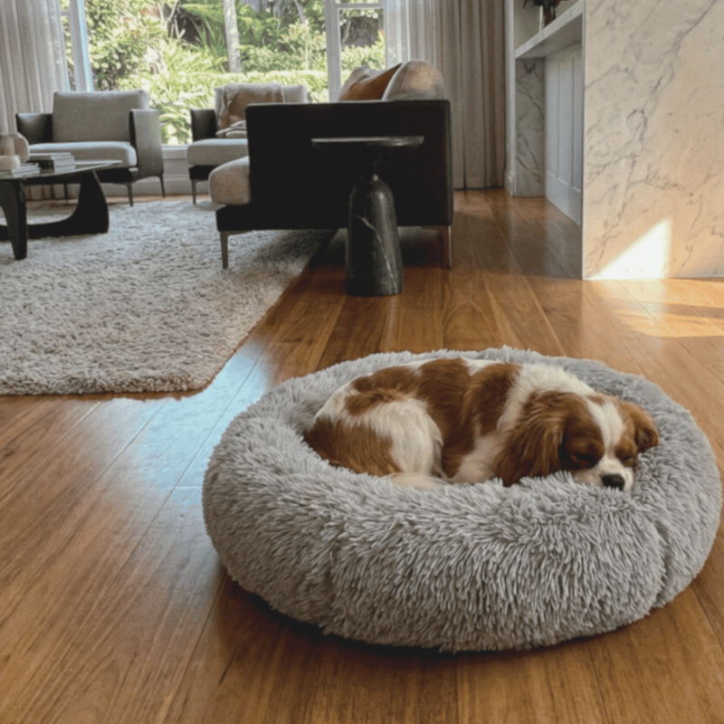 king charles spaniel dog sitting in grey snuggle puff mochiipet brand donut dog bed in Brisbane