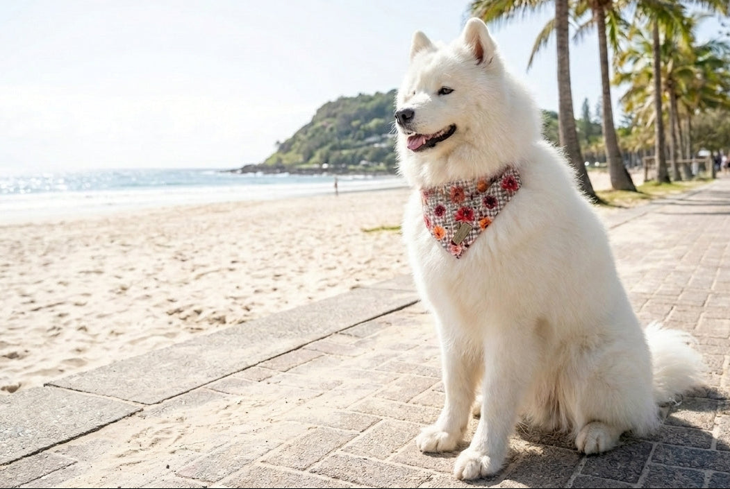 White dog with a Jardin De Roses bandana sitting on a Brisbane beach path with palm trees in the background.