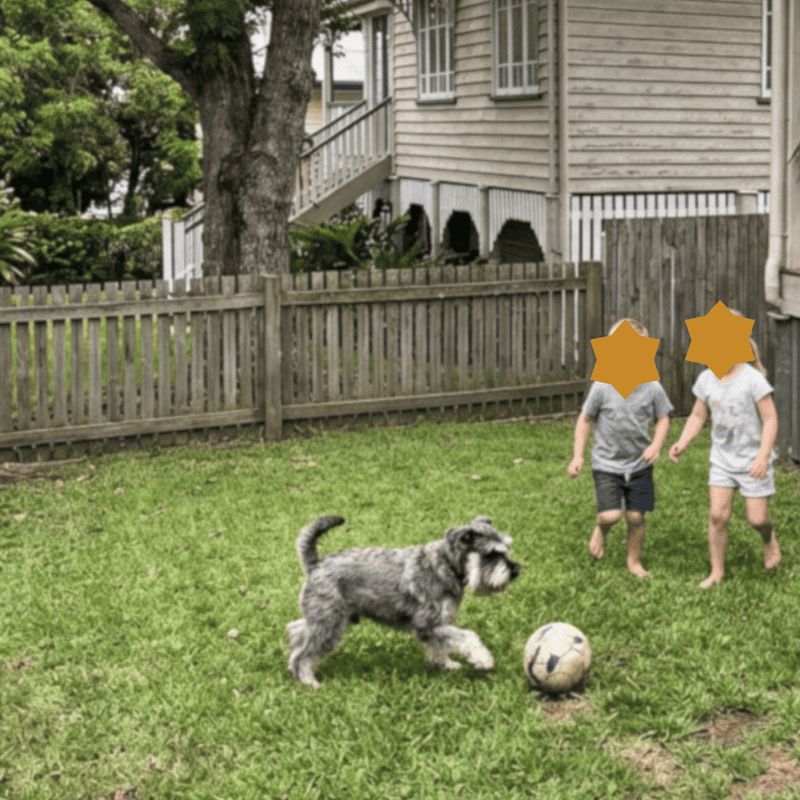 schnauzer dog is playing in the back yard with children in Camp Hill, Queensland