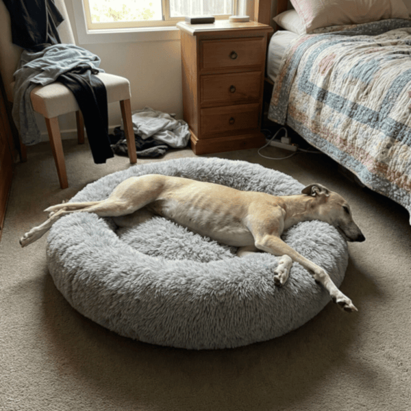 whippet dog laying spread out on a grey snuggle puff mochiipet brand donut bed in Perth